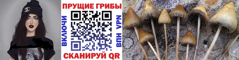 Галлюциногенные грибы Psilocybine cubensis  kraken ссылки  Сертолово 