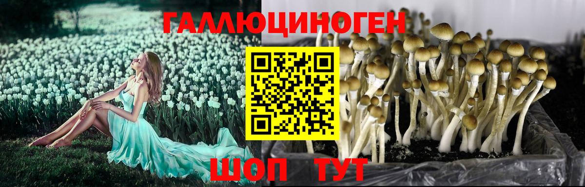 Галлюциногенные грибы GOLDEN TEACHER  Вход с VPN  Псилоцибиновые грибы Psilocybe  Сертолово 